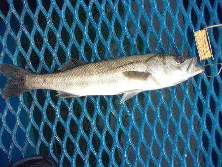 オリジナルメーカー海づり公園(市原市海づり施設) 釣果
