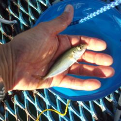 オリジナルメーカー海づり公園(市原市海づり施設) 釣果