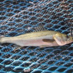 オリジナルメーカー海づり公園(市原市海づり施設) 釣果