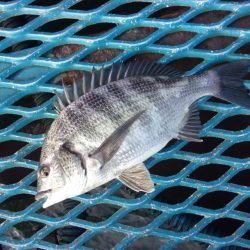 オリジナルメーカー海づり公園(市原市海づり施設) 釣果