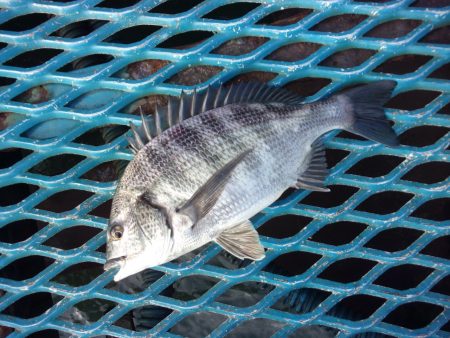 オリジナルメーカー海づり公園(市原市海づり施設) 釣果
