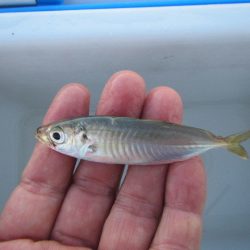 オリジナルメーカー海づり公園(市原市海づり施設) 釣果