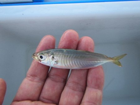 オリジナルメーカー海づり公園(市原市海づり施設) 釣果