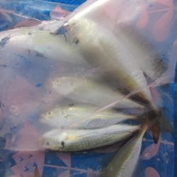 オリジナルメーカー海づり公園(市原市海づり施設) 釣果