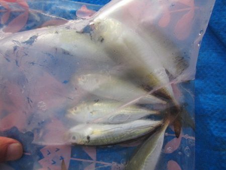 オリジナルメーカー海づり公園(市原市海づり施設) 釣果