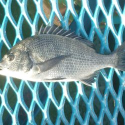 オリジナルメーカー海づり公園(市原市海づり施設) 釣果