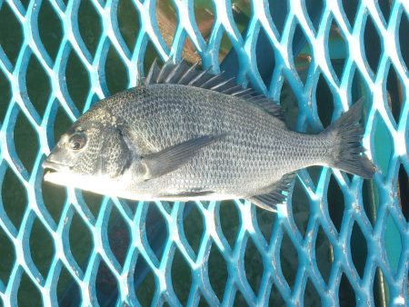 オリジナルメーカー海づり公園(市原市海づり施設) 釣果