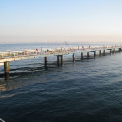 オリジナルメーカー海づり公園(市原市海づり施設) 釣果