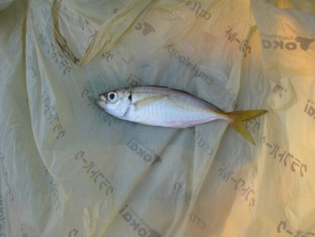 オリジナルメーカー海づり公園(市原市海づり…