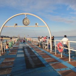 オリジナルメーカー海づり公園(市原市海づり施設) 釣果