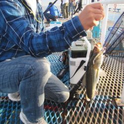 オリジナルメーカー海づり公園(市原市海づり施設) 釣果