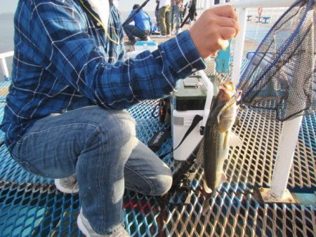 オリジナルメーカー海づり公園(市原市海づり施設) 釣果