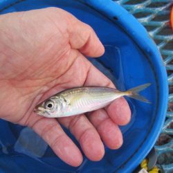 オリジナルメーカー海づり公園(市原市海づり施設) 釣果