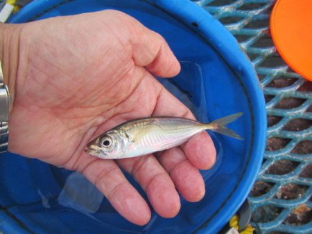 オリジナルメーカー海づり公園(市原市海づり施設) 釣果