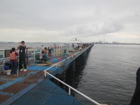 オリジナルメーカー海づり公園(市原市海づり施設) 釣果