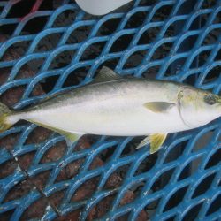 オリジナルメーカー海づり公園(市原市海づり施設) 釣果