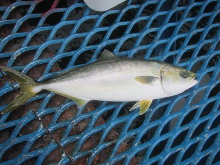 オリジナルメーカー海づり公園(市原市海づり…
