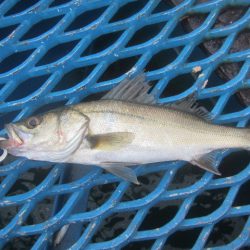 オリジナルメーカー海づり公園(市原市海づり施設) 釣果