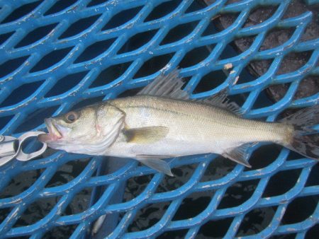 オリジナルメーカー海づり公園(市原市海づり施設) 釣果
