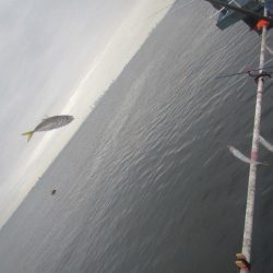 オリジナルメーカー海づり公園(市原市海づり施設) 釣果