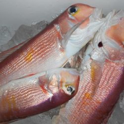 こうゆう丸 釣果