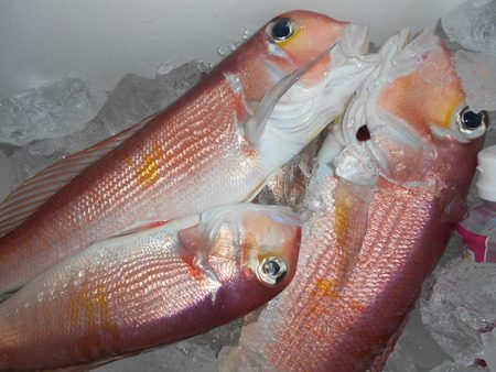 こうゆう丸 釣果