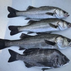 TOPGUN名古屋 釣果