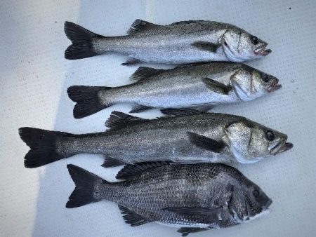 TOPGUN名古屋 釣果