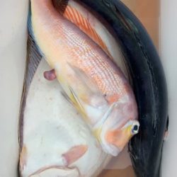 宝昌丸 釣果