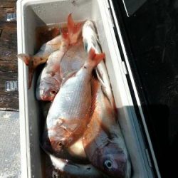 ファイヤードルフィン 釣果