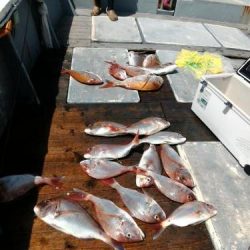 ファイヤードルフィン 釣果