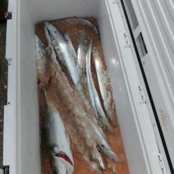 ファイヤードルフィン 釣果