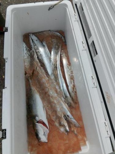 ファイヤードルフィン 釣果