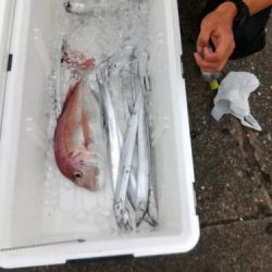 ファイヤードルフィン 釣果