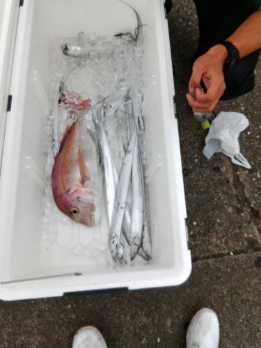 ファイヤードルフィン 釣果