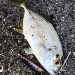 ジャックアイエースはフッキングが凄まじい！【ハヤブサ（Hayabusa）ジャックアイエース　インプレッション】