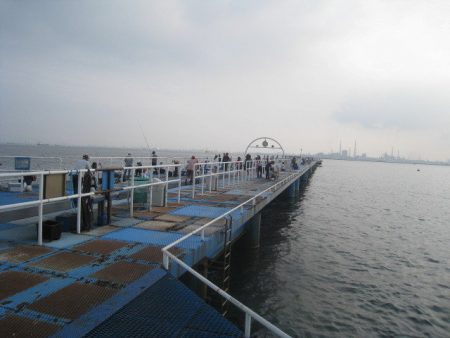 オリジナルメーカー海づり公園(市原市海づり施設) 釣果
