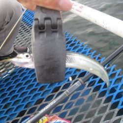 オリジナルメーカー海づり公園(市原市海づり施設) 釣果