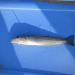 オリジナルメーカー海づり公園(市原市海づり施設) 釣果