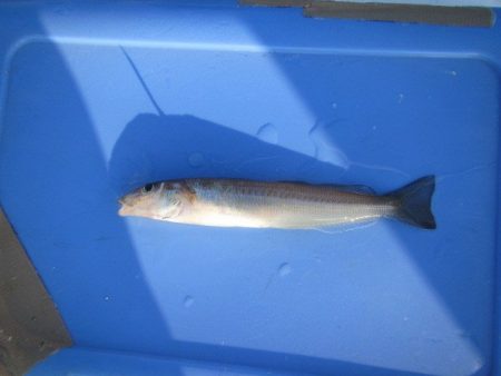 オリジナルメーカー海づり公園(市原市海づり施設) 釣果