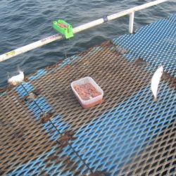 オリジナルメーカー海づり公園(市原市海づり施設) 釣果