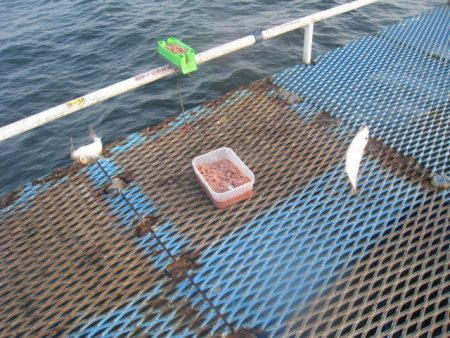 オリジナルメーカー海づり公園(市原市海づり施設) 釣果
