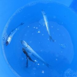 オリジナルメーカー海づり公園(市原市海づり施設) 釣果