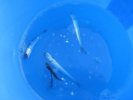 オリジナルメーカー海づり公園(市原市海づり施設) 釣果