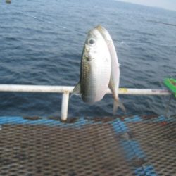 オリジナルメーカー海づり公園(市原市海づり施設) 釣果