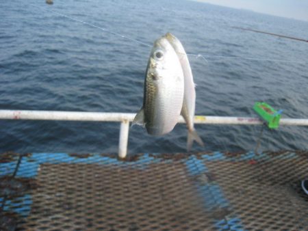 オリジナルメーカー海づり公園(市原市海づり施設) 釣果