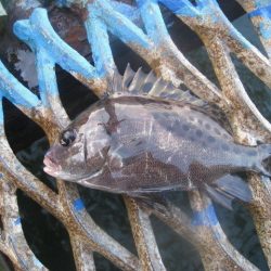 オリジナルメーカー海づり公園(市原市海づり施設) 釣果