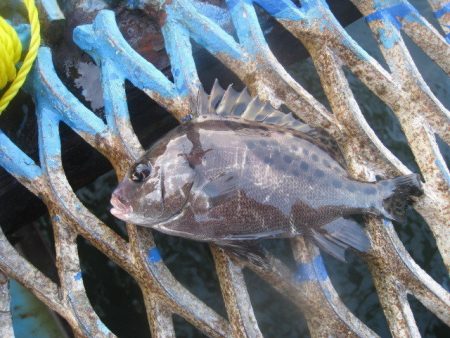 オリジナルメーカー海づり公園(市原市海づり施設) 釣果
