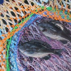 オリジナルメーカー海づり公園(市原市海づり施設) 釣果