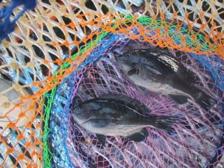 オリジナルメーカー海づり公園(市原市海づり…